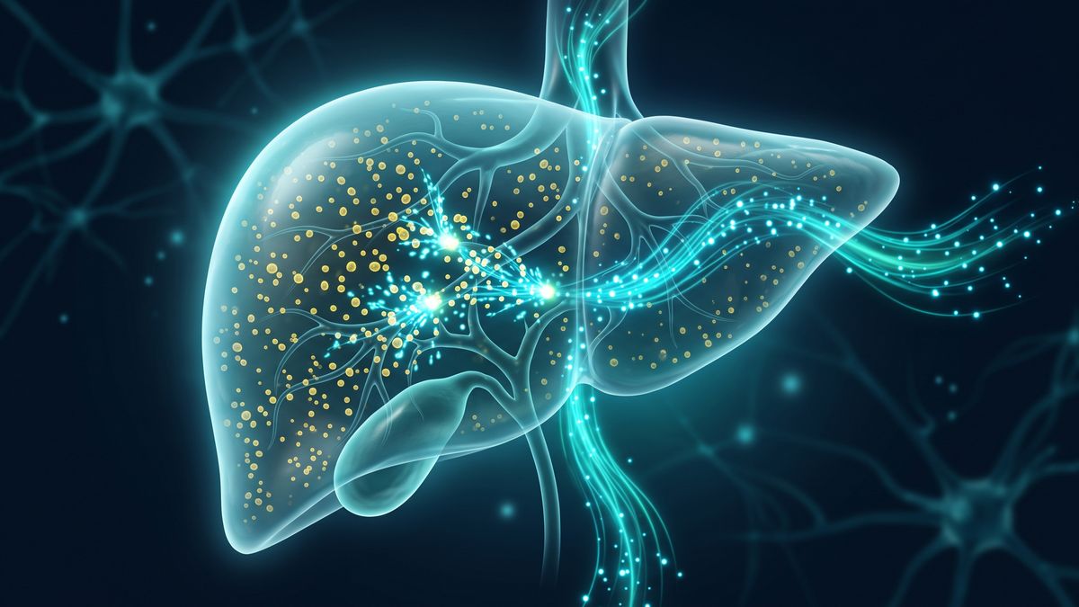 Ilustración de un hígado y tejido graso, donde actúa el receptor de glucagón